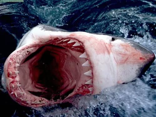 White Shark thumbnail