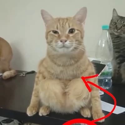 Bizonho cat thumbnail
