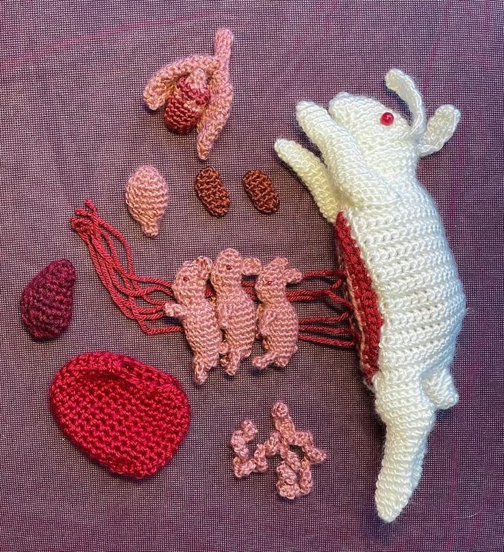 Lizard  thumbnail