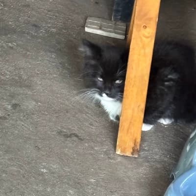 Mittens thumbnail