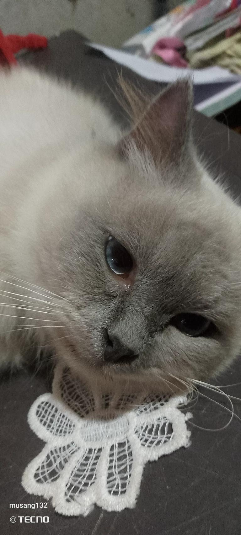 Cat thumbnail