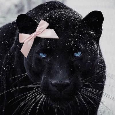 black jaguar thumbnail