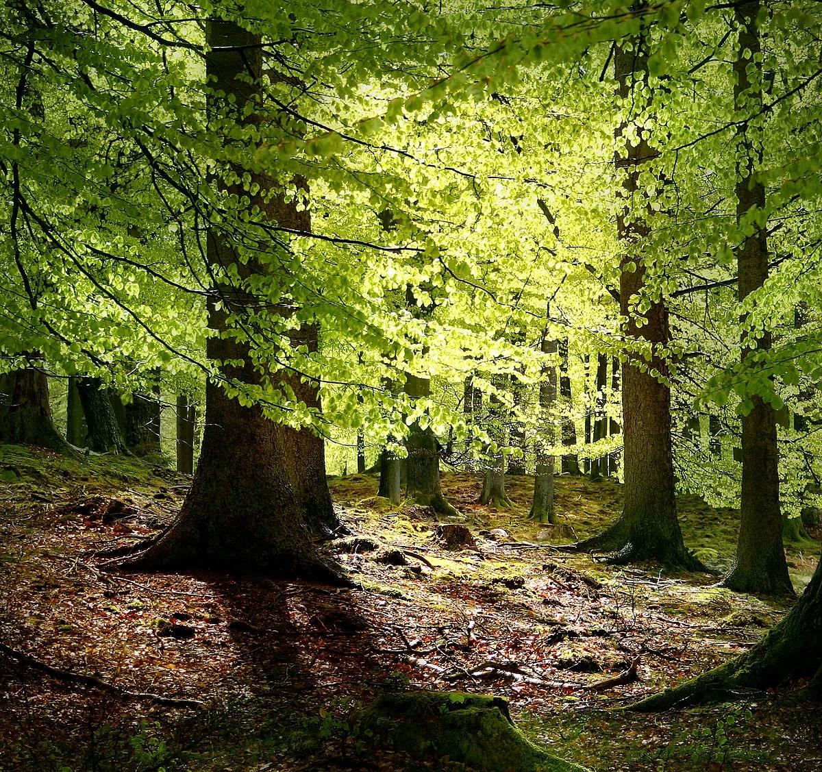 The Magic Forest thumbnail