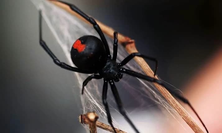 Black widow spider thumbnail