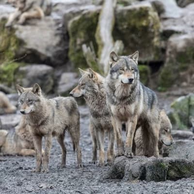 Northridge pack (Wolf Rp) thumbnail