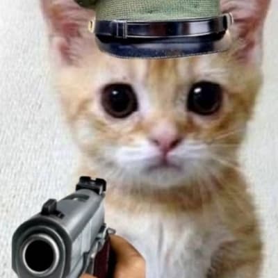 Cat Soloed thumbnail