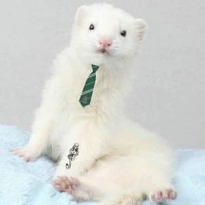 Draco Malfoy (Ferret)  thumbnail
