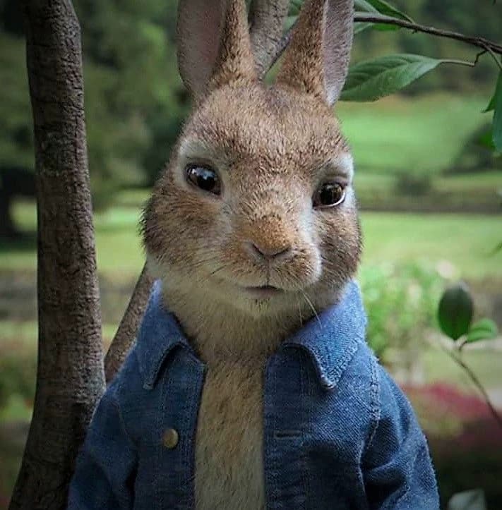 Pedro The Rabbit thumbnail