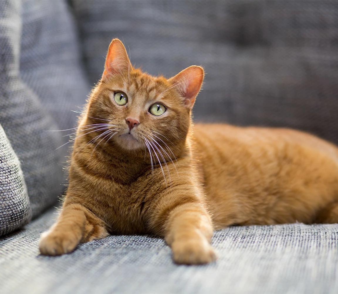 Cat thumbnail