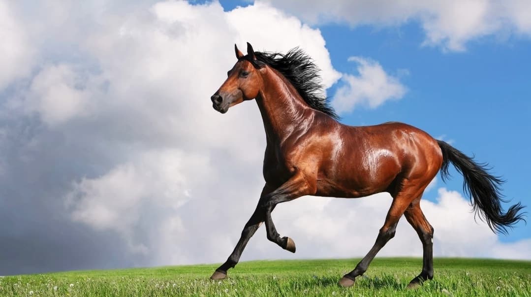 You are a horse thumbnail