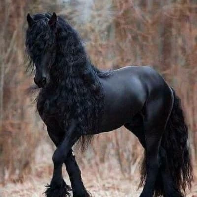 Shadowheart the black stallion. thumbnail