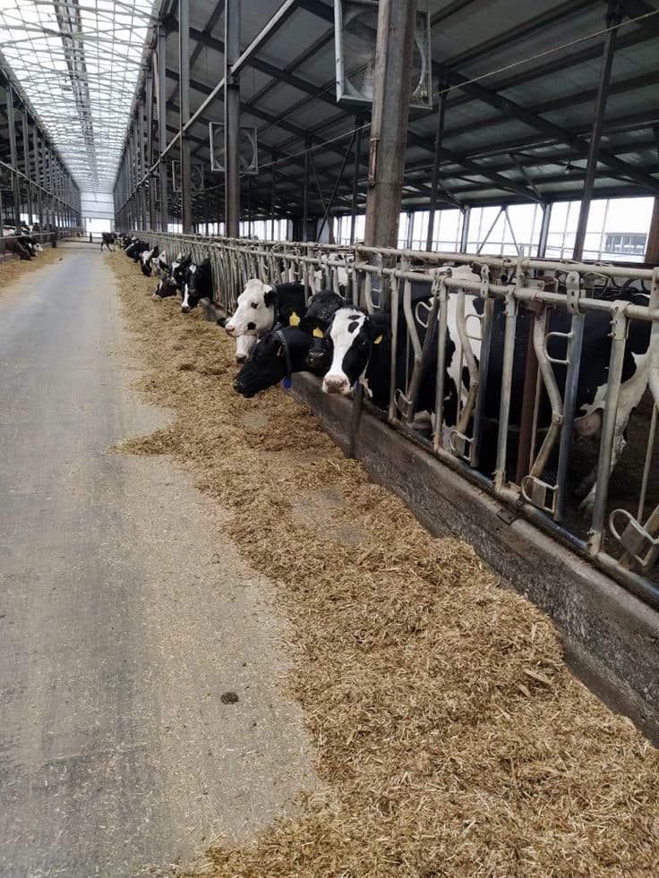 cows and artists thumbnail
