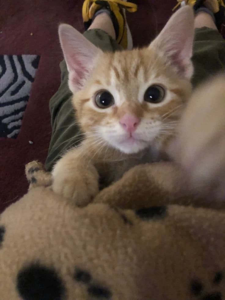 Stubborn Orange Cat thumbnail