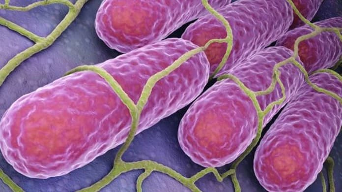 A bacteria da morte (UPDATE 1.3) thumbnail