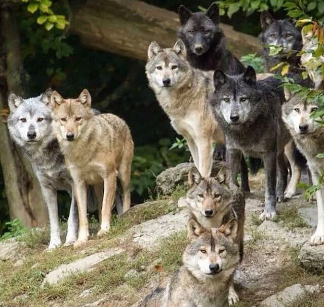 Wolf pack (All females) thumbnail