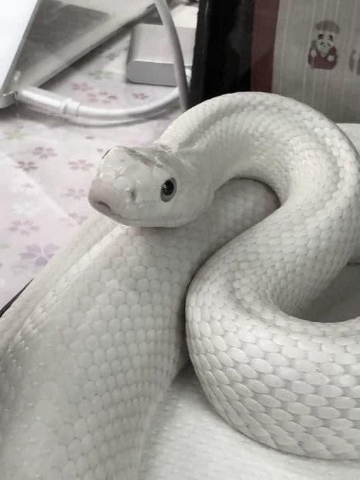 Hanz | Snake thumbnail