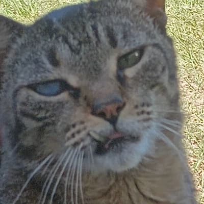 Whiskers thumbnail