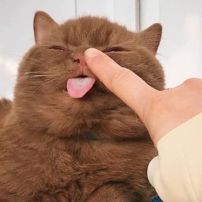 Milo thumbnail