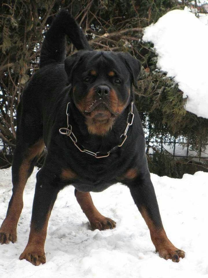 Koa the Rottweiler  thumbnail
