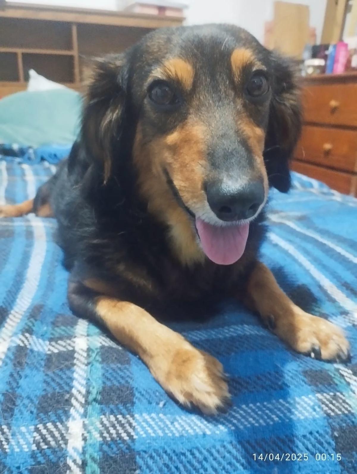 Milly-Shelter Dog thumbnail