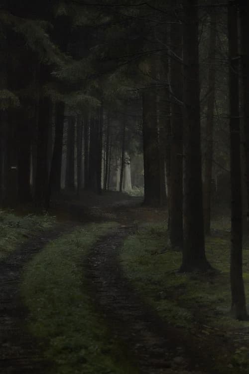 The forest on the forest thumbnail