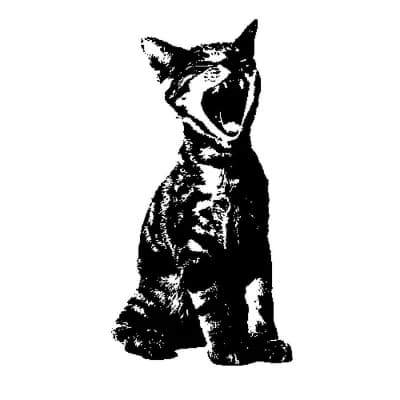 kitten thumbnail
