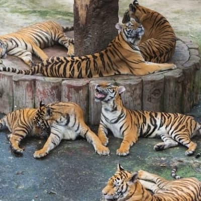 The tigress pack thumbnail