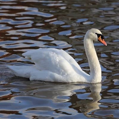Swan thumbnail