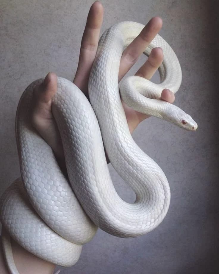 Snake God Anino thumbnail