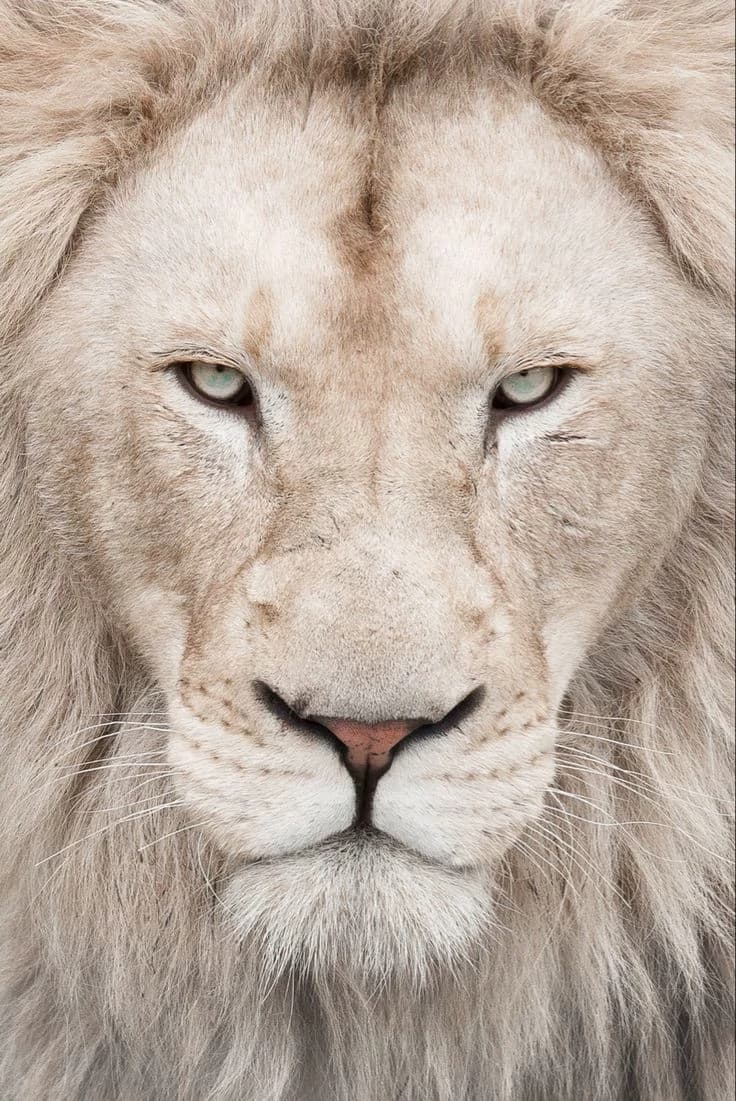 Leo thumbnail