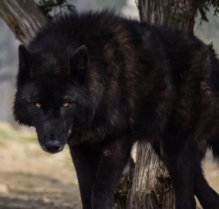 ° • Black wolf thumbnail