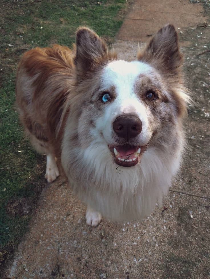 ☆Dog☆ thumbnail