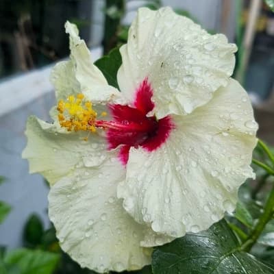 Flora Bloomheart thumbnail