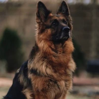 German Shepherd\_anjing Smart thumbnail