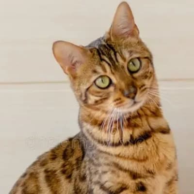 Mittens(tickling cat)  thumbnail