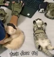 Task Force 141| Fox Hybrid User  thumbnail