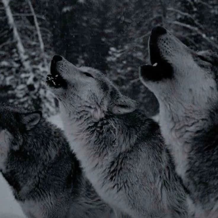 Teen wolf thumbnail
