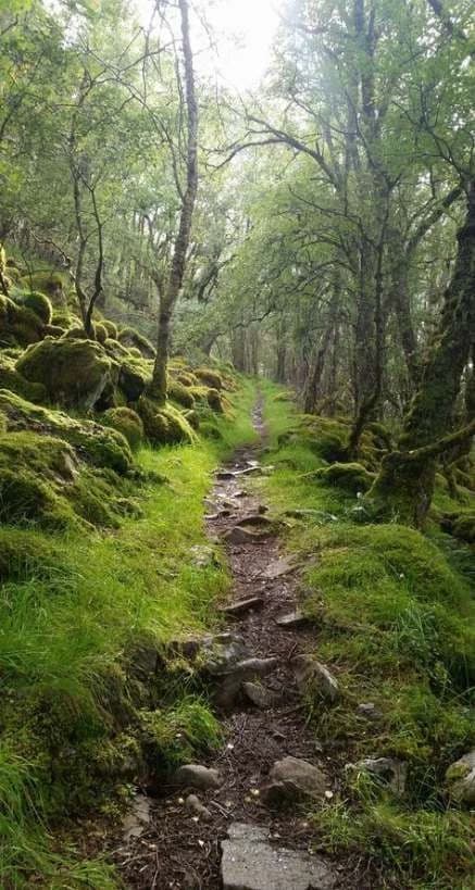 clear forest thumbnail