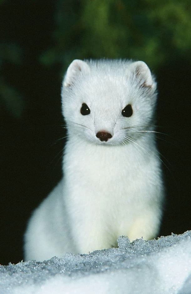 Draco Malfoy thumbnail