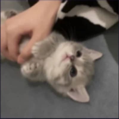 Kitty thumbnail