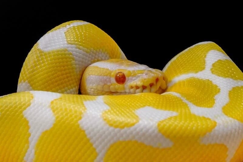 "Pie the Python" thumbnail