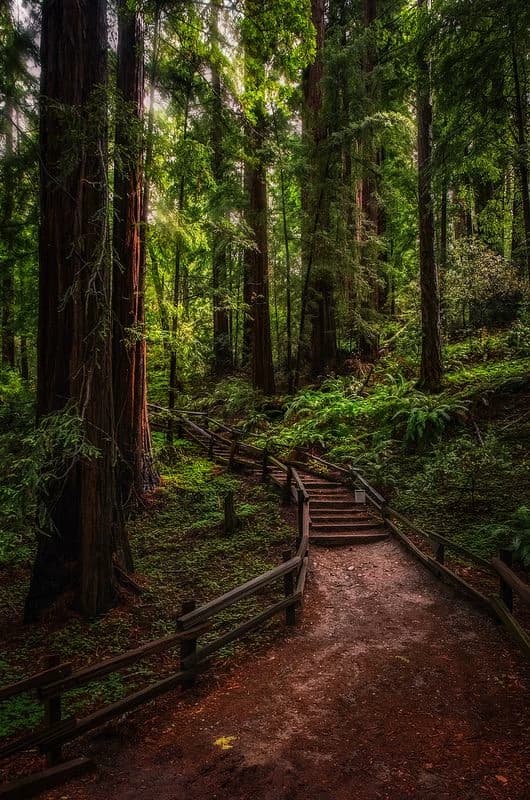 Night forest thumbnail
