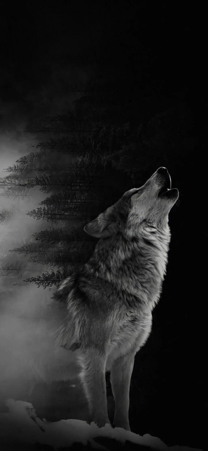 Arsenio (wolf aros) thumbnail