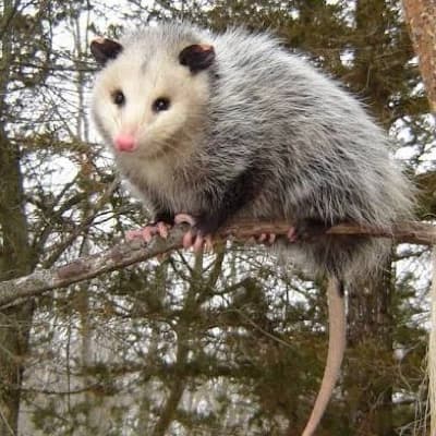 Possum Wife - Luna thumbnail