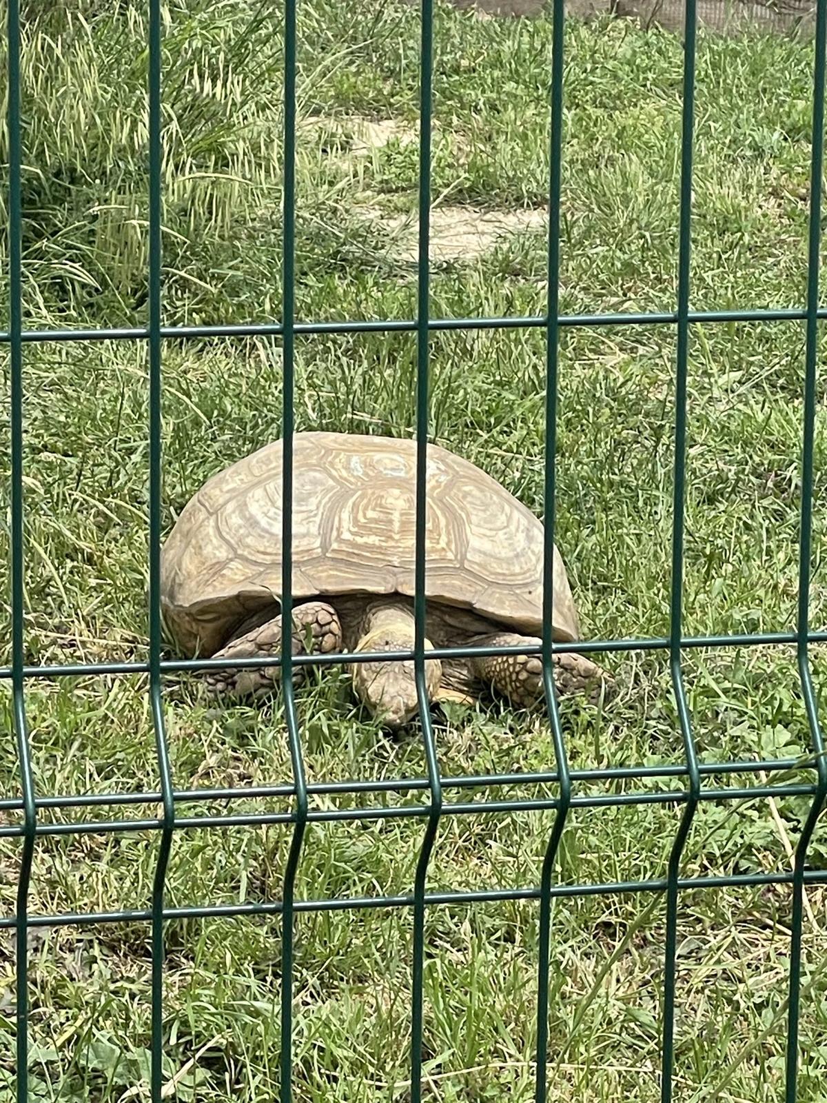 Waggy the turtle  thumbnail