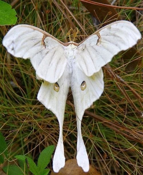 Egg-laying moth thumbnail