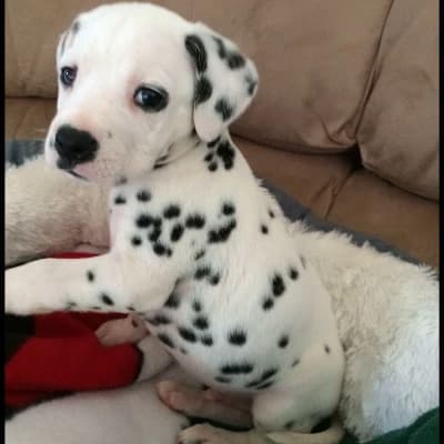 Dalmatian puppy thumbnail