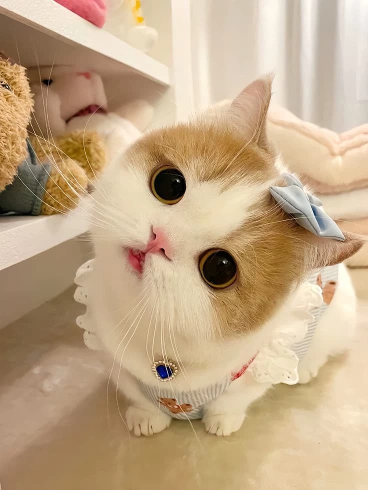 Xiao Miao thumbnail