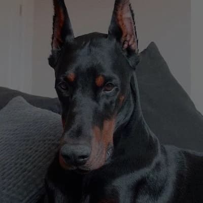 Axel thumbnail