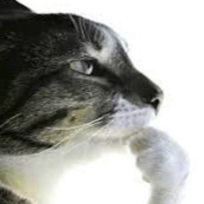 Goonology kitten thumbnail